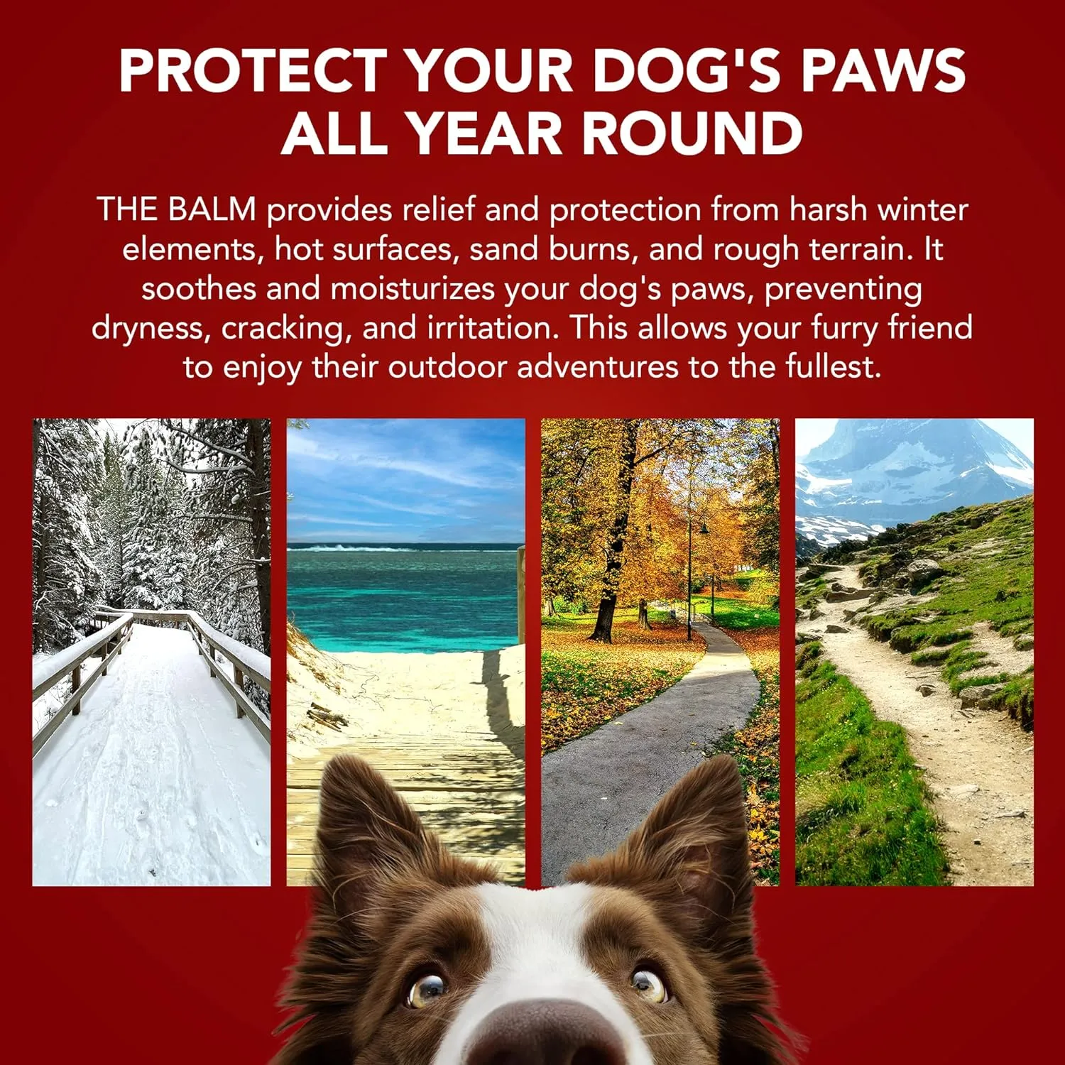 Balm for Dogs