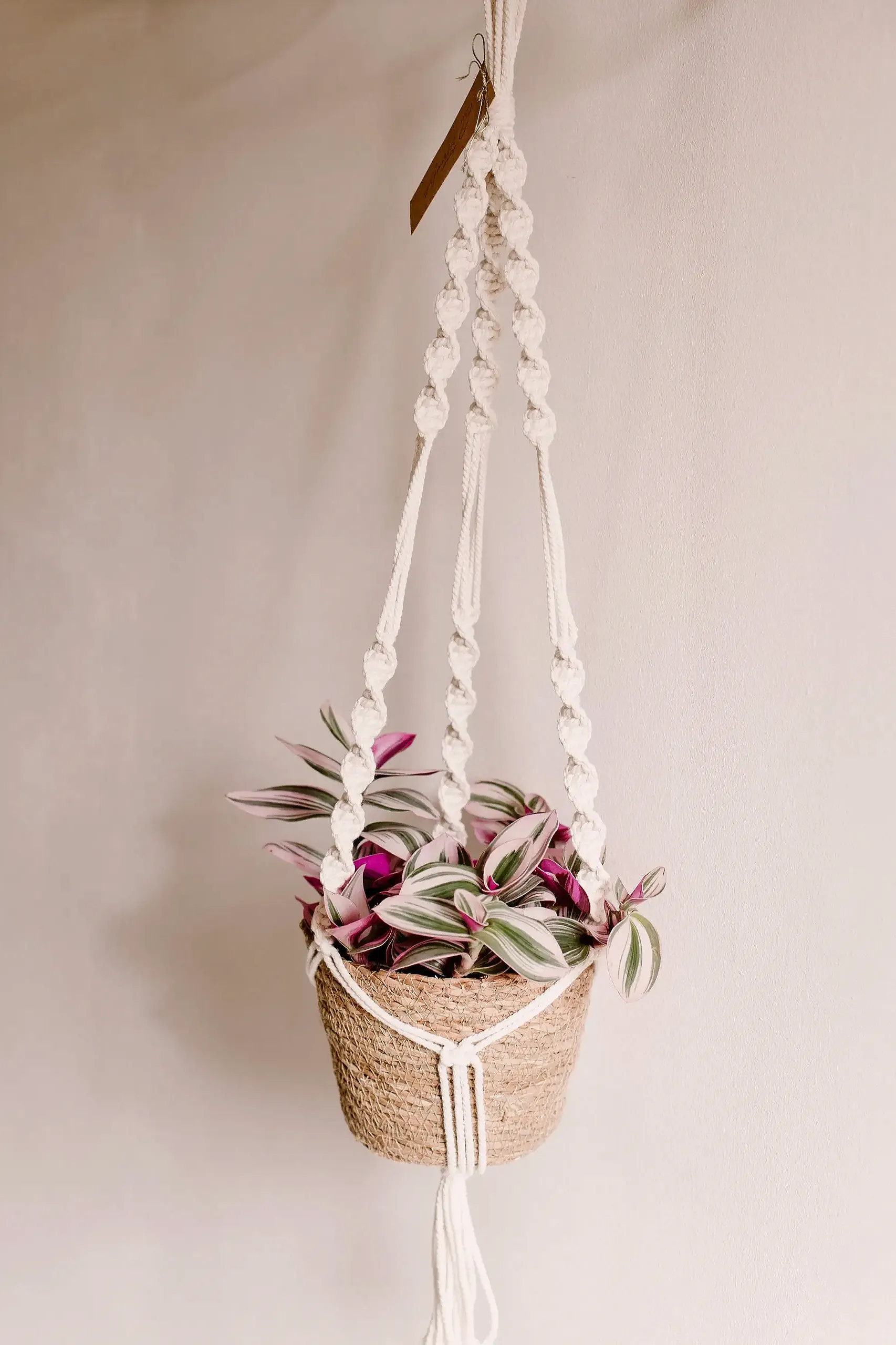 Macrame Plant Suspension