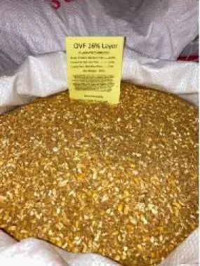 OVF Layer 16% Mash